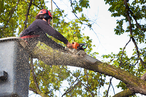 Reliable Desloge, MO Tree Services Solutions